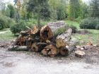 prace w parku - pielęgnacja drzewostanu, budowa alejek