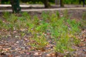 Park miejski - nowe nasadzenia