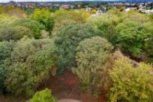 Korony drzew - widok z góry