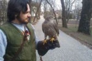 Sokolnik z jastrzębiem