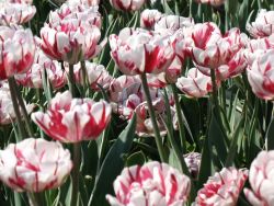 biało-czerwone tulipany