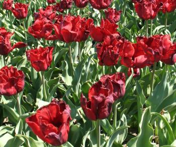 kilkanaście czerwonych rosnących tulipanów