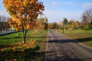 ścieżka pieszo-rowerowa, widok na drzewo w barwach jesieni