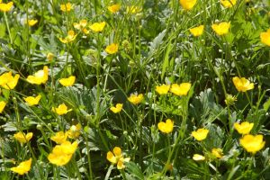 Remont nie przeszkadza wiośnie