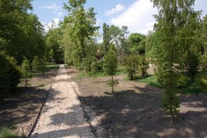 Nowe nasadzenia alejowe - graby