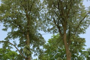 Wiązania na drzewach