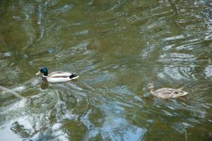 Kaczki - stali mieszkańcy parku i rezerwatu rzeki Rawki