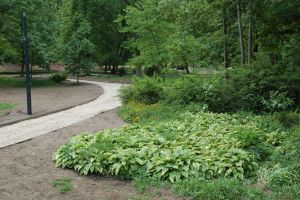 Trzy partie zieleni: runo, krzewy i drzewa w parku