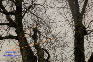 Wiązania stabilizujące na drzewach