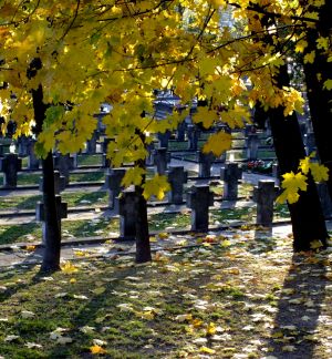 cmentarz wojskowy z oddali, żółte liście drzew