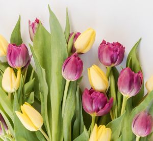 tulipany w kolorze żółtym i fioletowym