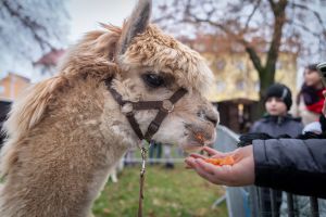 20251207-152512-450-5883_ILCE-1