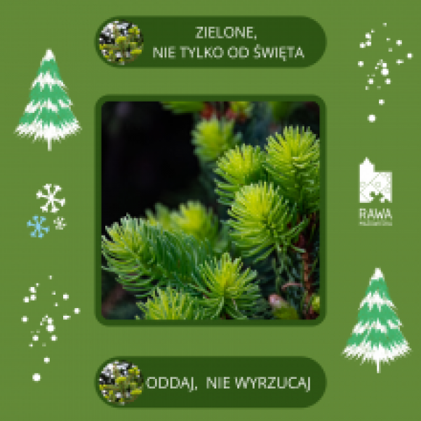 Zielone, nie tylko od święta