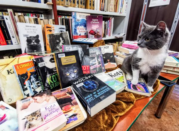 Dzień Kota w Miejskiej Bibliotece Publicznej