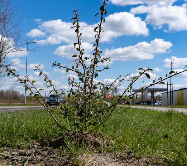 Nowe nasadzenia przy ul. Targowej