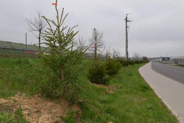 Nowe nasadzenia w ul. Opoczyńskiej