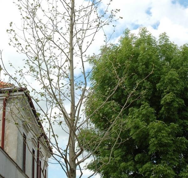 Przy ul. Krakowskiej posadzono ośmiometrowy platan